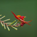 Lepanthes