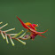 Lepanthes