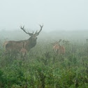 Red Deer