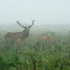 Red Deer