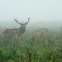 Red Deer