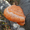 Cinnabar-red Polypore