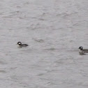 Bufflehead (Females)
