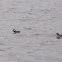 Bufflehead (Females)