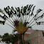 Travelor's Palm