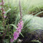 Lythrum salicaria, Krwawnica pospolita