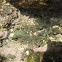 Sea anemone
