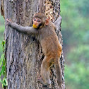 Rhesus macaque