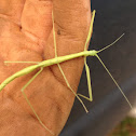 Baby stick bug