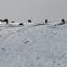 Chamois