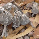 coprinus micaceus