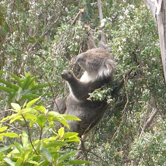 Spotting Image 1