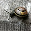 Snail