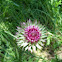 Milk Thistle