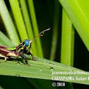 Grasshopper