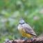Tropical kingbird