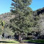 Catalina Island Ironwood