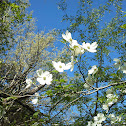 Flowering dogwood