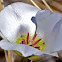 Sego Lily