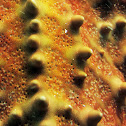 Cushion Sea Star
