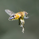 European hoverfly