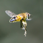 European hoverfly