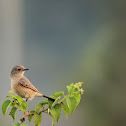 Pied Bush Chat Female