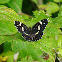 European map butterfly