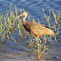 Limpkin