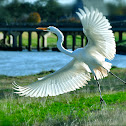 Great White Egret or Heron
