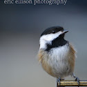 black capped chickadee