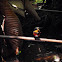 American Pygmy Kingfisher