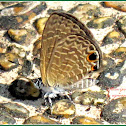 Tailless Line-blue Butterfly