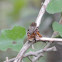 Giant Robber Fly (with an Emperor butterfly as a meal)