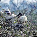 Grey pelican