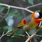 Silver-eared Mesia