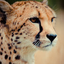 Cheetah
