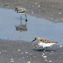 Sanderling