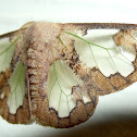 Lymantriid Moth or Tussock Moth