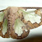 Lymantriid Moth or Tussock Moth