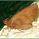 Redeye, Banana Skipper