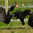 Black Vulture