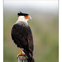 Crested Caracara