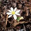 Bloodwort