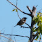 Stonechat; Tarabilla Común