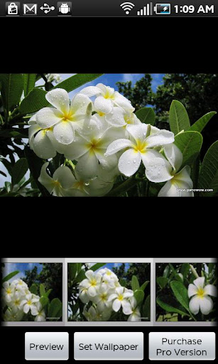 Kauai Flowers