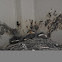 Nestling Barn Swallows