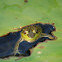 Mink Frog