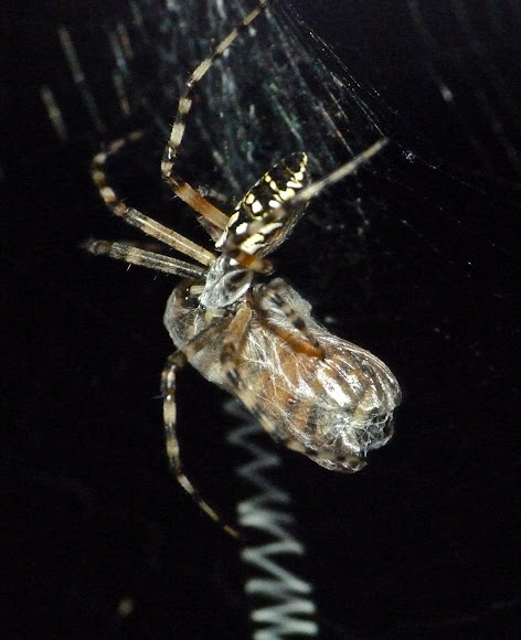 Spotting Image 1