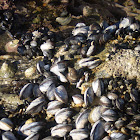 Blue Mussel